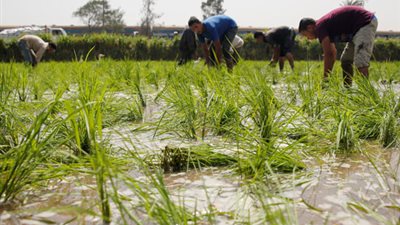 قطاوي: إنتاج أصناف جديدة من الأرز الحل لتغطية استهلاكنا
