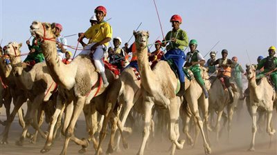 الأحد.. انطلاق مهرجان «الهجن العربي» بالوادي الجديد