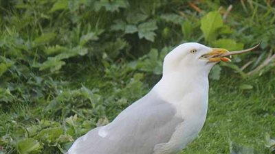 لحظة ابتلاع طائر نورس فأرا ضخما (صور)