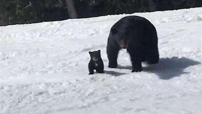 حماقة شاب تسقطه في مواجهة مع أنثى دب (فيديو وصور)