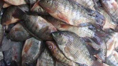 تباين أسعار الأسماك بسوق العبور.. والبلطي يسجل 25 جنيهًا