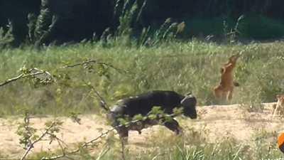 جاموس وحشي يهاجم مجموعة أسود دفاعا عن سحلية (فيديو وصور)