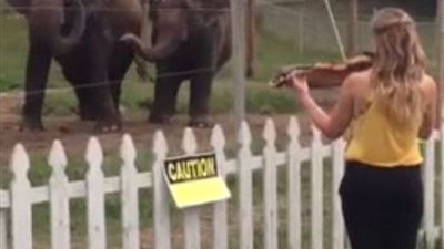 بالفيديو والصور.. فيلان يؤديان رقصة رومانسية على أنغام الفيولينة