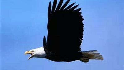 صحراء اللقاء