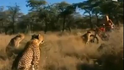 ساخرون.. بالفيديو.. امرأة تروض 