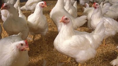 25 جنيها سعر كيلو الدواجن بالأسواق