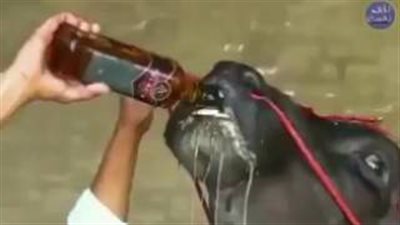 بالفيديو.. ثور مدلل في الهند يشرب زجاجتي ويسكي كل يوم