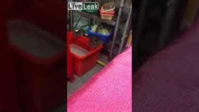 مشهد صادم لفئران تتجمع حول الطعام المجهز بأحد المطاعم (فيديو)