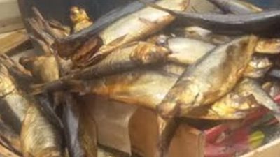 «التموين» تضبط 650 كيلو رنجة منتهية الصلاحية بدائرة الجمرك بالإسكندرية