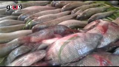 بالفيديو.. ارتفاع أسعار الأسماك والبلطي بـ30 جنيها في الجيزة