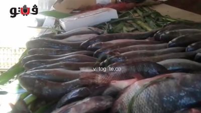 ارتفاع أسعار الأسماك.. والبلطي يسجل 30 جنيها