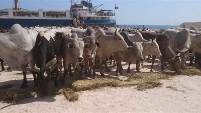 ميناء غرب بورسعيد يستقبل 12 ألفا و500 رأس ماشية حية