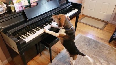 كلب يغني ويعزف البيانو يشعل «الإنترنت» (فيديو)