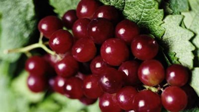 العنب الأحمر يقى من السرطان ويحمى من أشعة الشمس الضارة