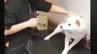 طبيبة.. ترويض كلب شرس في أقل من دقيقة (فيديو)