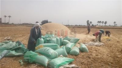 توريد 519 ألف طن قمح لصوامع وشون الشرقية