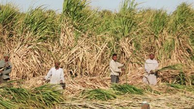 بيان عاجل في البرلمان لرفع سعر توريد طن قصب السكر حتى 1000 جنيه