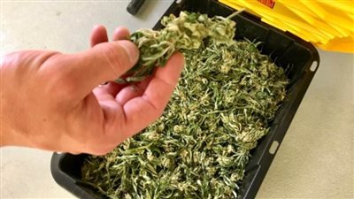 شركة ترسل نبات الماريجوانا إلى محطة الفضاء الدولية خارج الكوكب