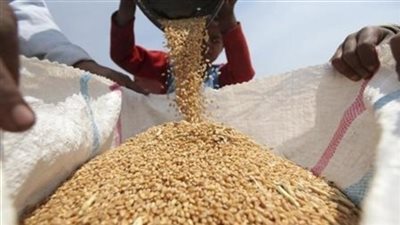 «الإداري» تستأنف اليوم دعوى وقف استيراد القمح المصاب بالإرجوت