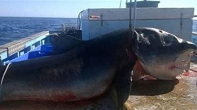 قرش طوله 6 أمتار يثير فزع الأستراليين