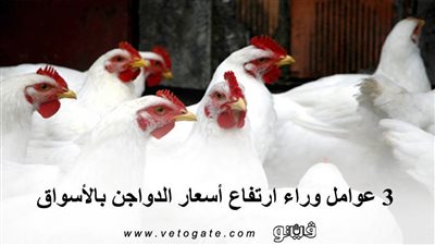 3 عوامل وراء ارتفاع أسعار الدواجن بالأسواق