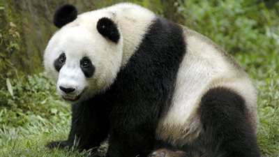 «باندا» عملاقة تدعي الحمل لتنال التدليل ووجبات مضاعفة