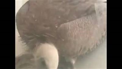 بالفيديو.. نسر يطرق باب منزل ليروي عطشه