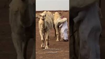 رد فعل ناقة غاب عنها صاحبها 3 أيام (فيديو)