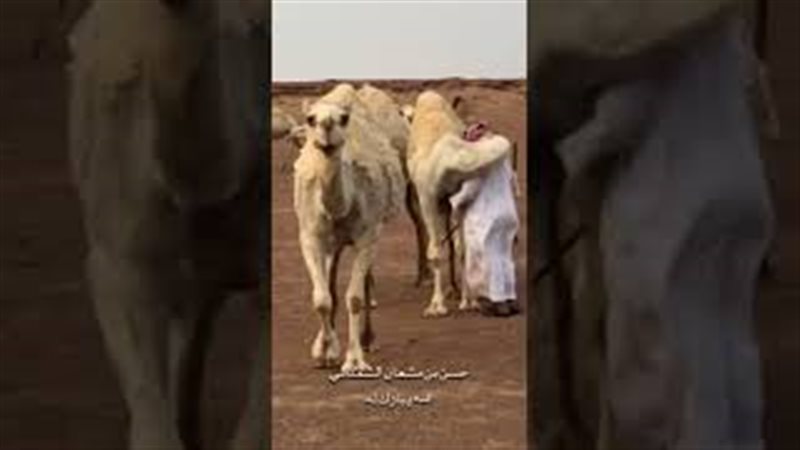 فيتو