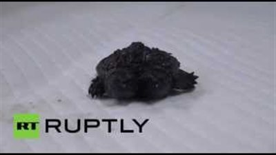 بالفيديو.. أمريكي يعرض سلحفاة برأسين للبيع بـ4500 دولار