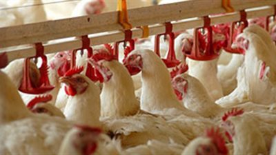 «حماية المستهلك»: 26 جنيهًا سعر كيلو الدواجن بالأسواق