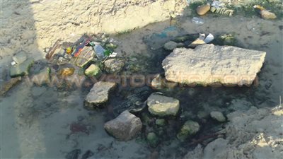 بالفيديو والصور.. شواطئ الإسكندرية تستغيث: «مواسير الصرف» تلقي المخلفات في المياه.. الكلاب الضالة تثير ذعر المصطافين.. «تلال القمامة» تشوه جمال عروس البحر المتوسط.. والمسئولون 