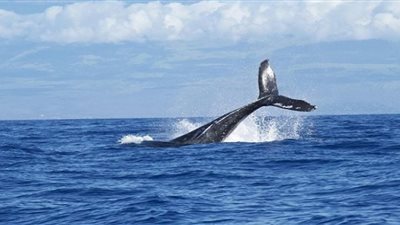 خالد فهمي عن ظهور الحوت الأزرق بالبحر الأحمر: غير طبيعية