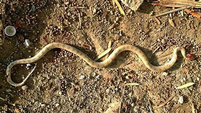 طفل عمره 11 شهرا يأكل ثعبانا ميتا في قنا