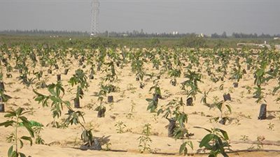 الزراعة: 13 مليون جنيه حصيلة بيع 22 قطعة أرض بالمزاد في 5 محافظات