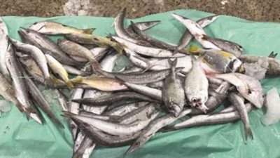 «التموين»: ضبط 26.5 طن أسماك ماكريل فاسدة بالبحيرة