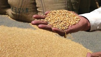 زراعة الدقهلية: استقبلنا 205 آلاف 64 طن قمح