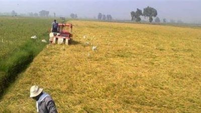 بدء موسم حصاد الأرز بدمياط أول سبتمبر