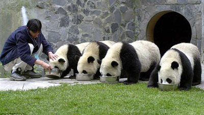 «غفوة» تتسبب في اكتشاف موطن جديد للباندا (فيديو وصور)