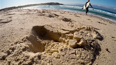 تصاعد هجمات أسماك القرش ينذر بالعزوف عن شواطئ أسترالية شهيرة