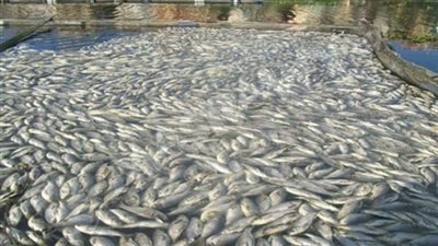 زراعة النواب تناقش تشريد عمال المزارع السمكية في بحيرة المنزلة