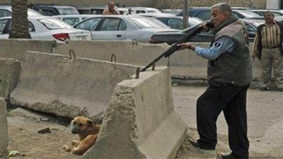 الزراعة تعترف: أعدمنا 295 ألف كلب خلال 2019