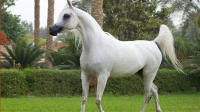 الخدمات البيطرية : تصدير 102 رأس خيل وإجراء معاينة لـ5 محاجر بيطرية