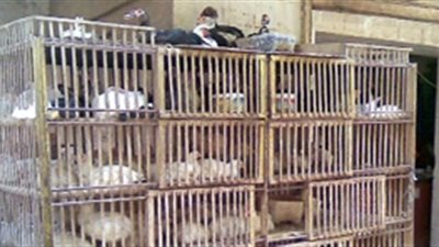 مشاجرة بين صاحب محل وربة منزل لسرقتها «فرخة» بالمطرية