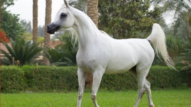 خيل عربي أصيل
