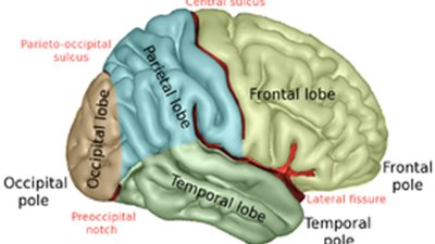 دراسة: انفعالات الفرح والغضب والحب ناتجة عن توازن في الفص الخامس للمخ