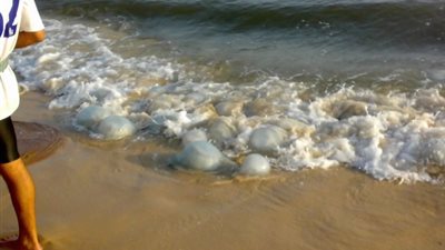 فرق عمل لرصد قناديل البحر على شواطئ بورسعيد ورأس البر وجمصة وبلطيم