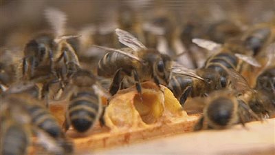جدل بين فرنسا والمنظمة الأوروبية حول منع استخدام المبيدات قاتلة النحل