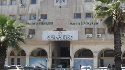 الزراعة: استلام 3 ملايين و678 ألف طن من القمح حتى الآن