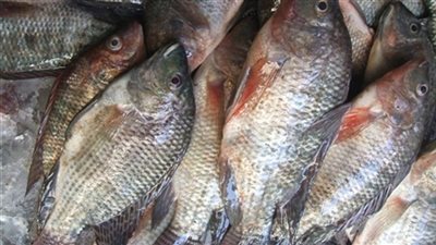 سمك البلطي يسجل 24 جنيهًا بسوق الجملة.. اليوم